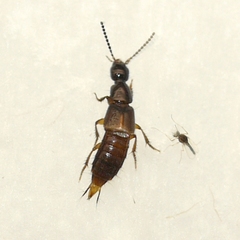 Staphylinini