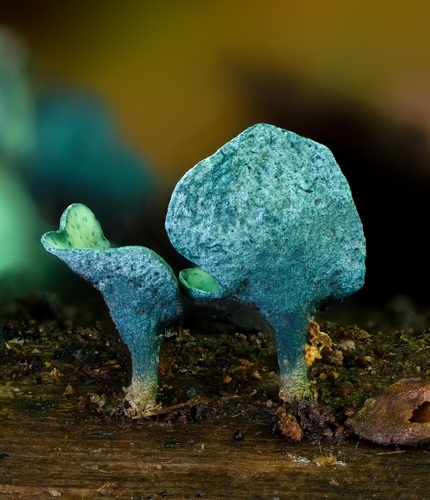 Chlorociboria aeruginascens — (c) Alan Rockefeller, some rights reserved (CC BY)