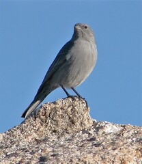 Geospizopsis unicolor