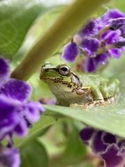 Hyla japonica