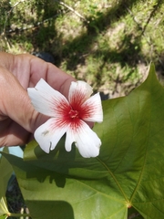 Vernicia fordii