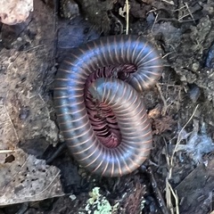 Narceus americanus