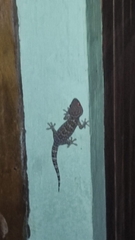 Gekko gecko