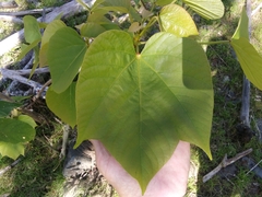 Vernicia fordii
