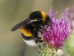 Bombus
