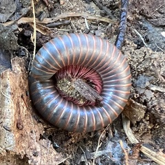Narceus americanus
