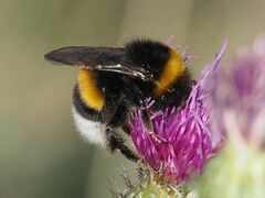 Bombus