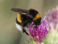 Bombus
