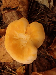 Cantharellus enelensis