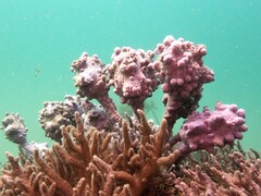 Pyura spinifera