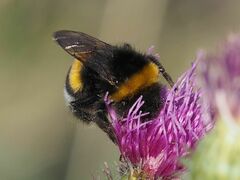 Bombus