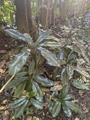 Photinia serratifolia