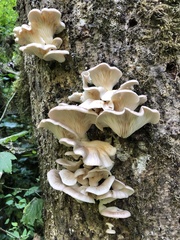 Pleurotus