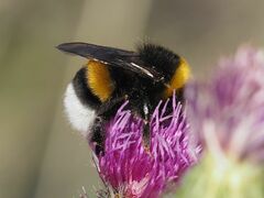 Bombus