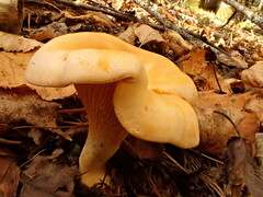 Cantharellus enelensis