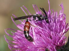 Sphecodogastra