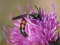 Sphecodogastra