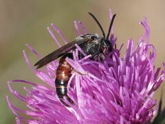 Sphecodogastra