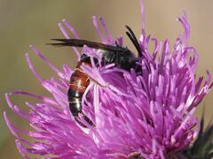 Sphecodogastra