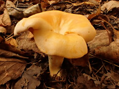 Cantharellus enelensis