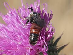 Sphecodogastra