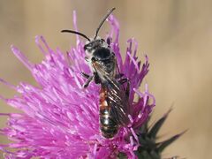 Sphecodogastra