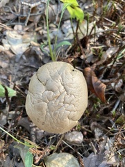 Calvatia craniiformis
