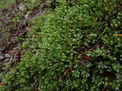 Oligotrichum
