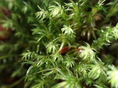 Oligotrichum