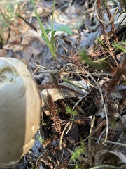 Calvatia craniiformis