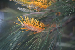 Grevillea pteridifolia