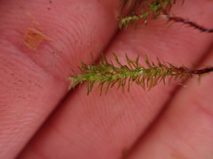 Oligotrichum