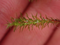 Oligotrichum