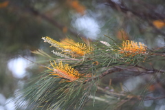Grevillea pteridifolia