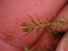 Oligotrichum