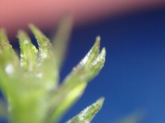 Oligotrichum
