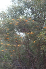 Grevillea pteridifolia