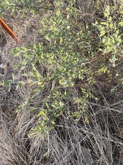 Sarcomphalus obtusifolius