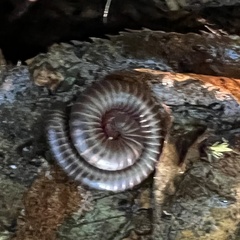 Narceus americanus