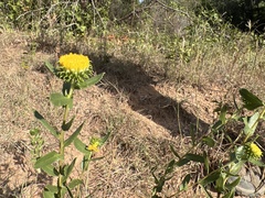 Grindelia nuda