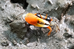Tubuca coarctata