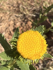 Grindelia nuda