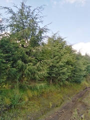 Cupressus lusitanica