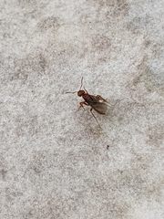 Lasius interjectus