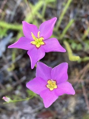 Sabatia grandiflora