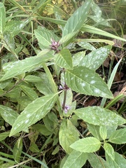 Mentha arvensis