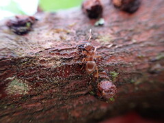 Lasius pallitarsis