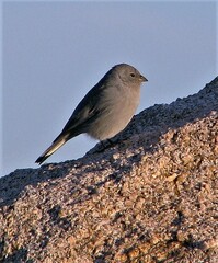 Geospizopsis unicolor