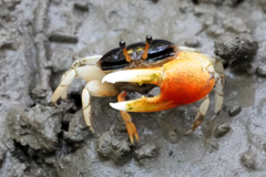 Tubuca coarctata