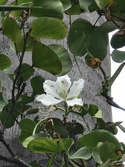 Bauhinia